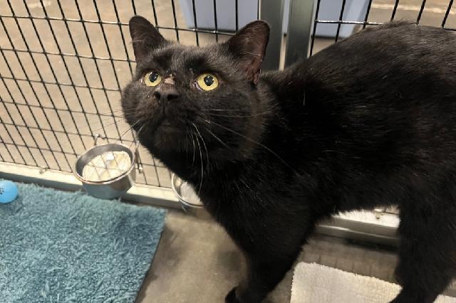 My name is Rudi and I am ready for adoption. Learn more about me!