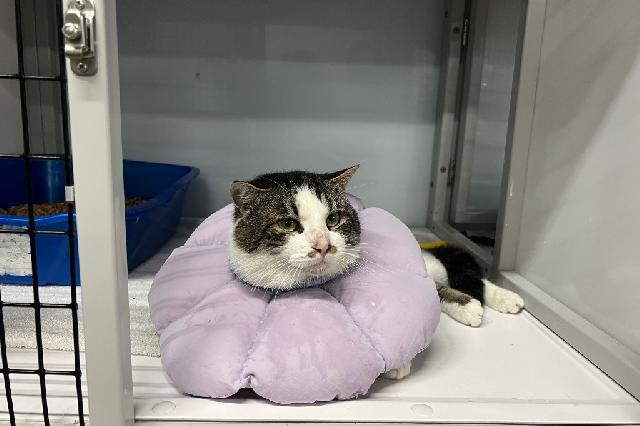 My name is Benjamin and I am ready for adoption. Learn more about me!