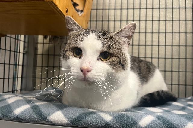 My name is Rodney and I am ready for adoption. Learn more about me!