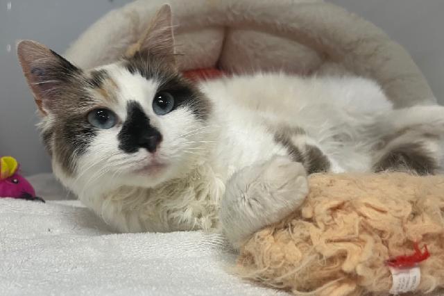 My name at SAFE Haven was Ninha and I was adopted!