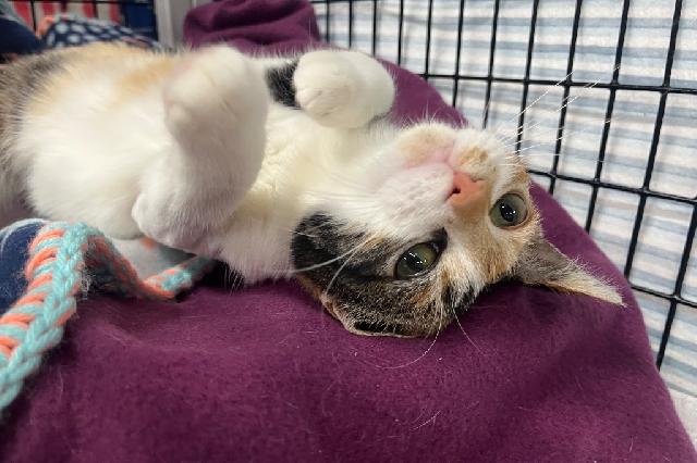 My name is Heather and I am ready for adoption. Learn more about me!