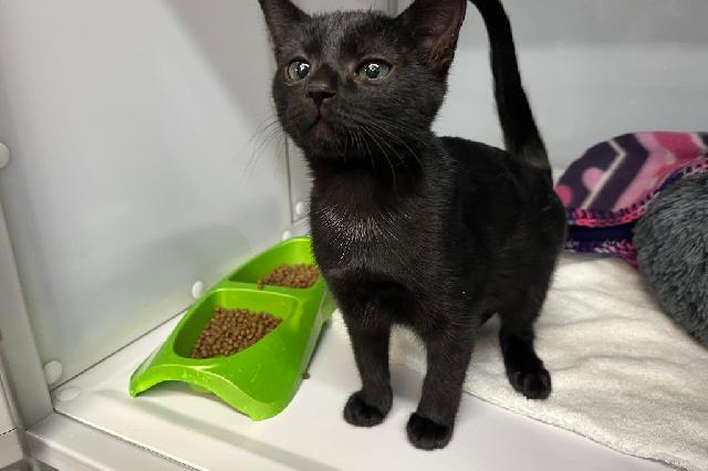 My name is Margharet and I am ready for adoption. Learn more about me!