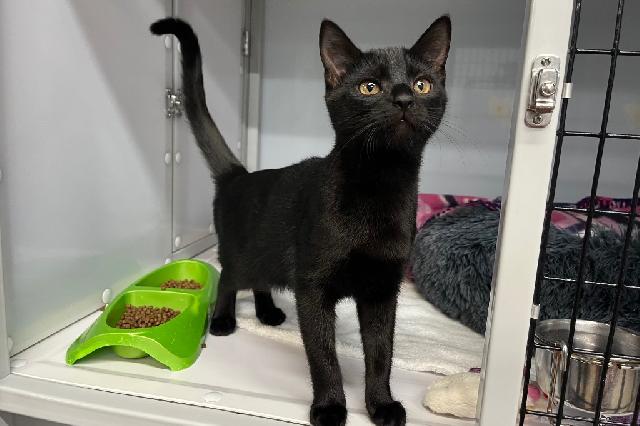 My name is Jann and I am ready for adoption. Learn more about me!