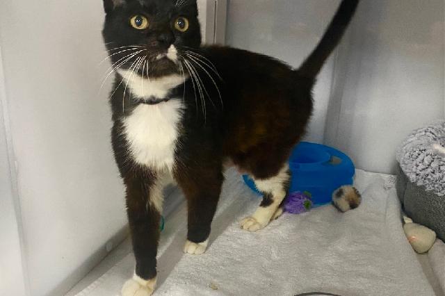 My name is Nanci and I am ready for adoption. Learn more about me!