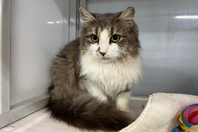 My name at SAFE Haven was Speckle and I was adopted!