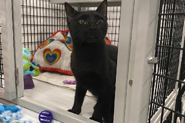 My name at SAFE Haven was Engine Light and I was adopted!