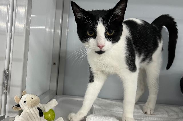 My name at SAFE Haven was Deja Moo and I was adopted!