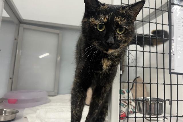 My name is Confection and I am ready for adoption. Learn more about me!