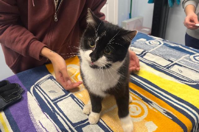 My name at SAFE Haven was Blur and I was adopted!