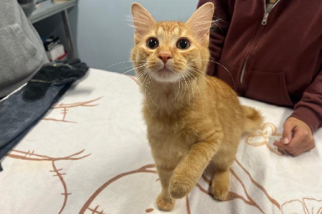 My name at SAFE Haven was Guinness and I was adopted!