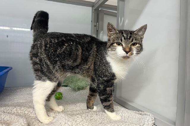 My name at SAFE Haven was Vidalia and I was adopted!