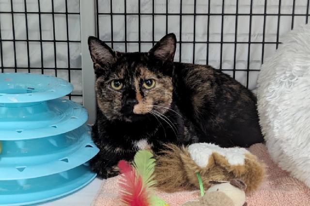 My name at SAFE Haven was Mare and I was adopted!