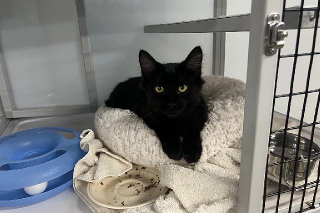 My name at SAFE Haven was Chuckie and I was adopted!