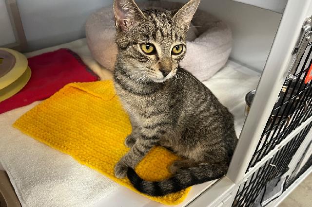 My name is Banksy and I am ready for adoption. Learn more about me!