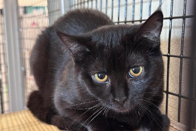 My name is Jeelan and I am ready for adoption. Learn more about me!