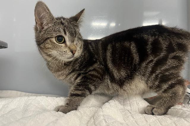 My name is Ojo Grande and I am ready for adoption. Learn more about me!