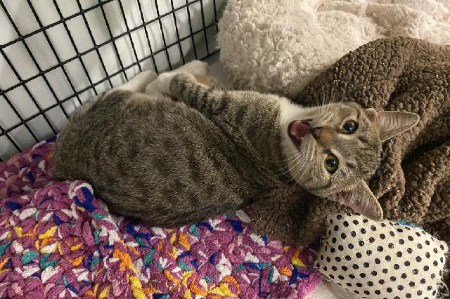 My name at SAFE Haven was Oreja Grande and I was adopted!