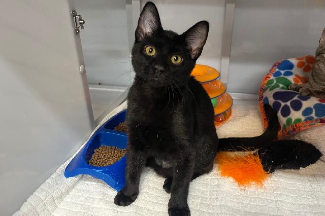 My name is Igneous and I am ready for adoption. Learn more about me!