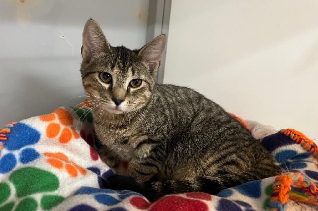 My name is Sedimentary and I am ready for adoption. Learn more about me!