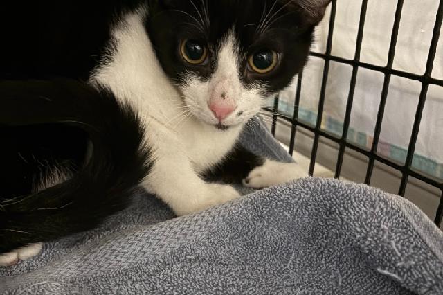 My name at SAFE Haven was Sailor Boy and I was adopted!