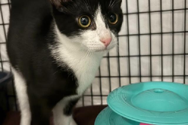 My name at SAFE Haven was Stevie Girl and I was adopted!