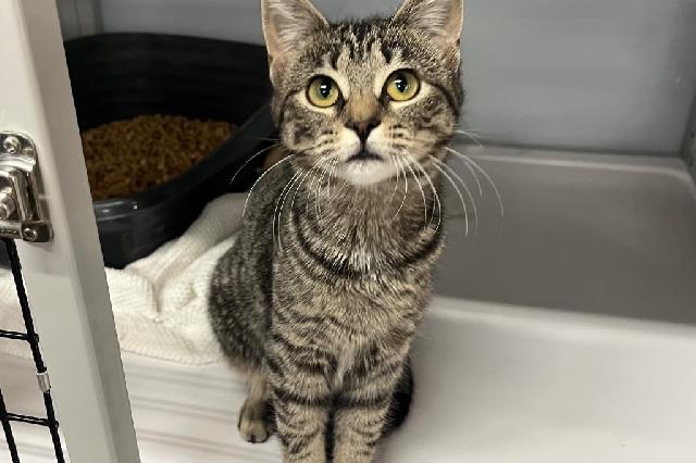 My name is Pineberry and I am ready for adoption. Learn more about me!