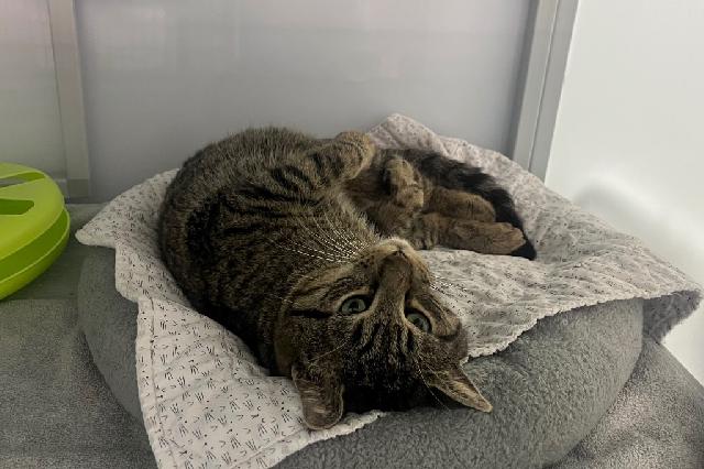 My name at SAFE Haven was Lucky No. 7 and I was adopted!