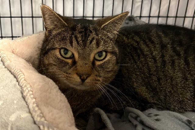 My name is Bundtini and I am ready for adoption. Learn more about me!