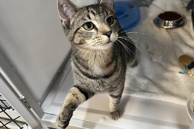 My name at SAFE Haven was Miloe and I was adopted!