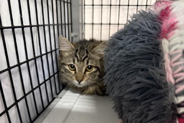 My name is Dublin Mudslide and I am ready for adoption. Learn more about me!