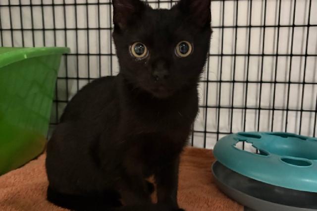 My name at SAFE Haven was Phish Food and I was adopted!