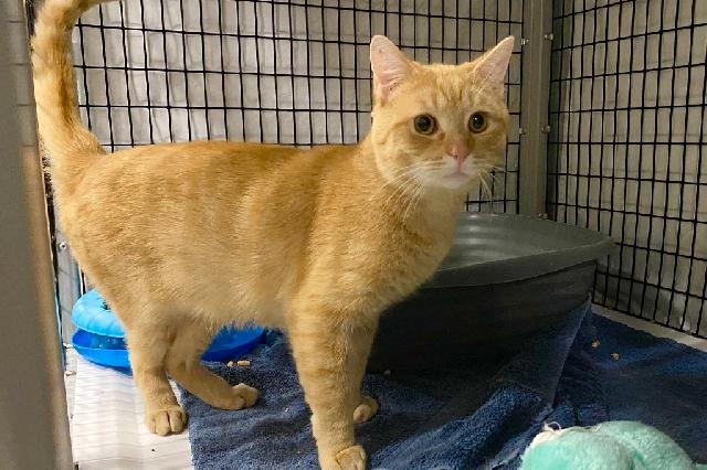 My name is Quassant and I am ready for adoption. Learn more about me!