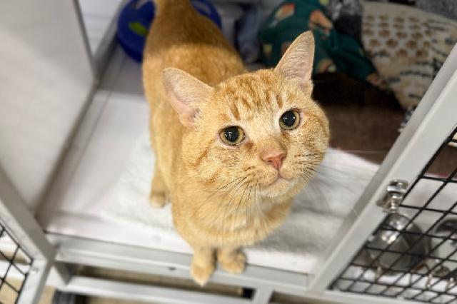 My name is Marmaduke and I am ready for adoption. Learn more about me!