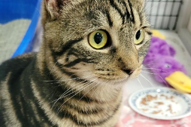 My name at SAFE Haven was Cracker Barrel Rocker and I was adopted!