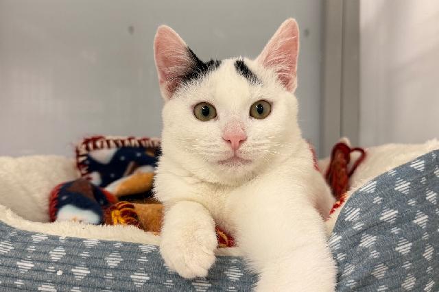 My name at SAFE Haven was Klark Cent and I was adopted!