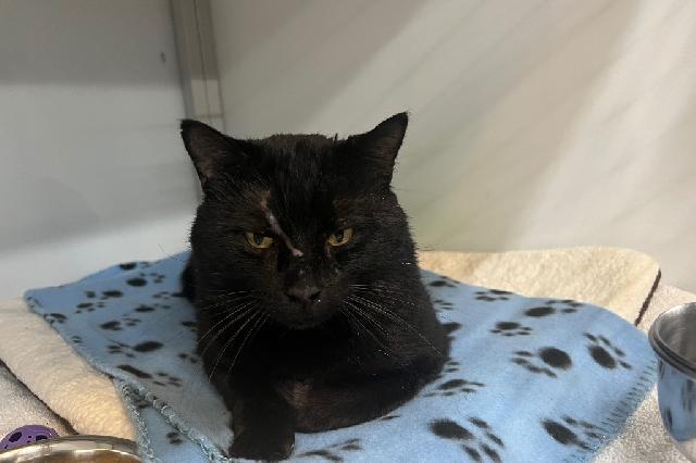 My name is Crowscar and I am ready for adoption. Learn more about me!