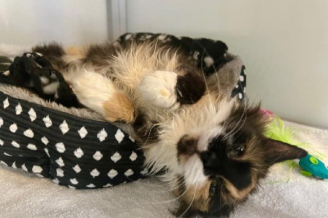 My name at SAFE Haven was Old Bay and I was adopted!