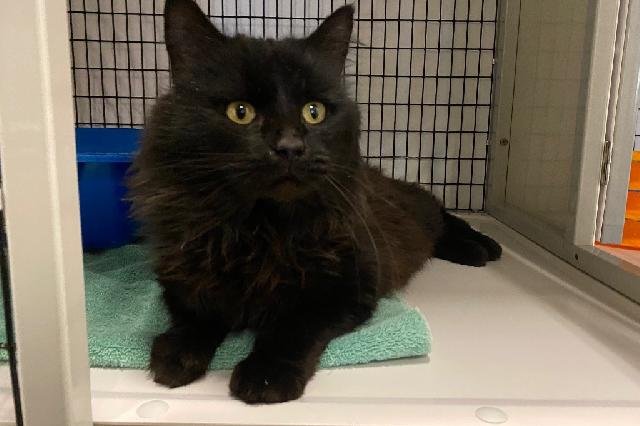 My name at SAFE Haven was Franklin and I was adopted!