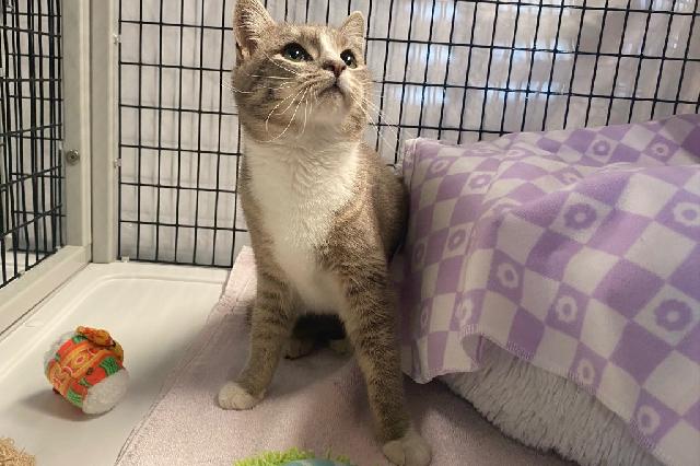 My name at SAFE Haven was Yale and I was adopted!