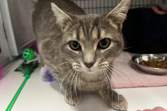 My name at SAFE Haven was Harvard and I was adopted!