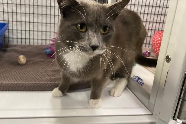 My name at SAFE Haven was Bucknell and I was adopted!