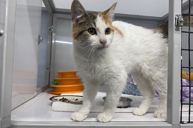 My name at SAFE Haven was Japanese Maple and I was adopted!