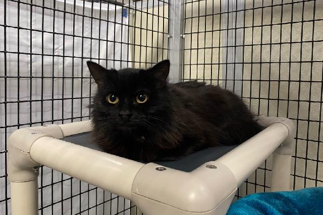 My name is Yen and I am ready for adoption. Learn more about me!