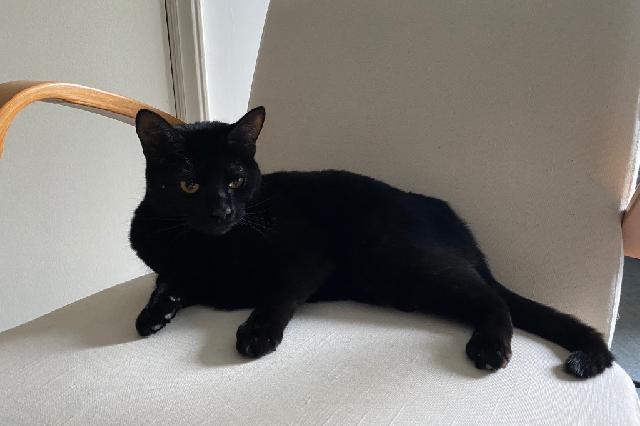 My name is Minnie Penny and I am ready for adoption. Learn more about me!