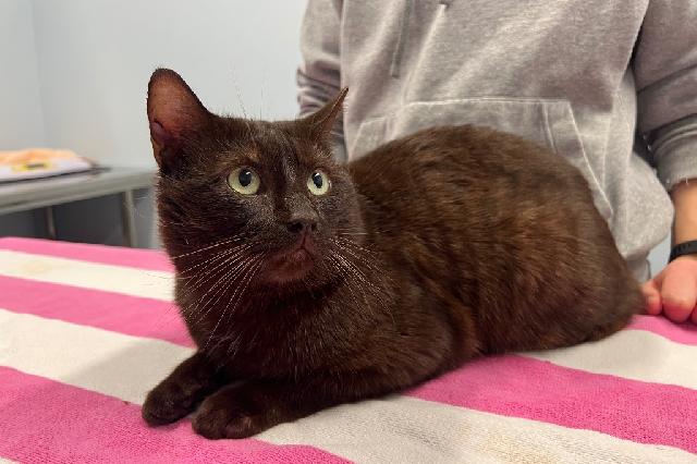 My name is Hershey's Kiss and I am ready for adoption. Learn more about me!