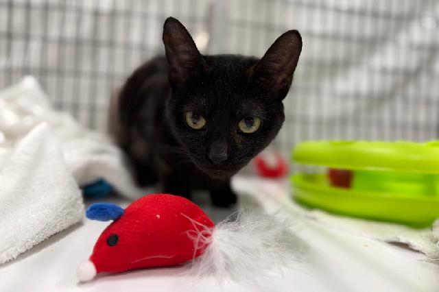 My name is Dobby and I am ready for adoption. Learn more about me!