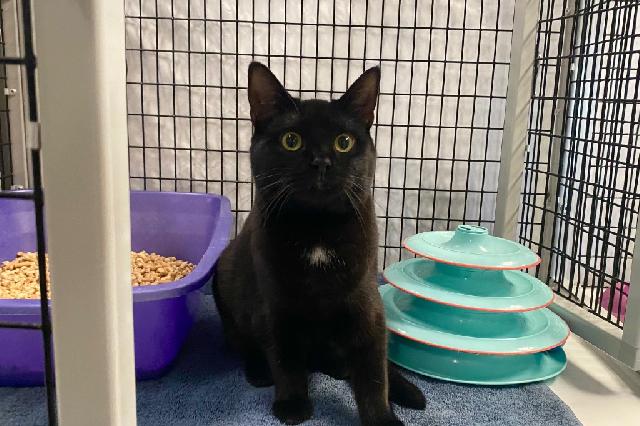 My name at SAFE Haven was Spider Lily and I was adopted!