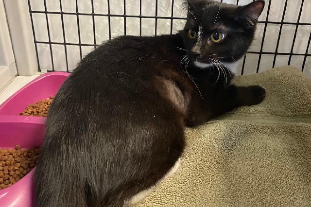 My name at SAFE Haven was Calla Lily and I was adopted!