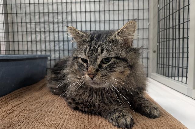 My name is Brambleclaw and I am ready for adoption. Learn more about me!