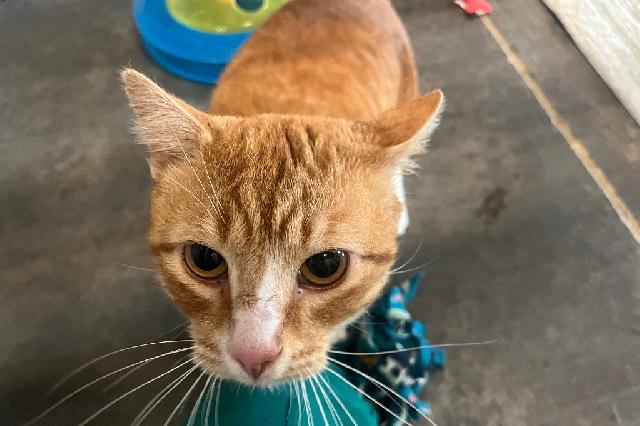 My name is Punkin and I am ready for adoption. Learn more about me!
